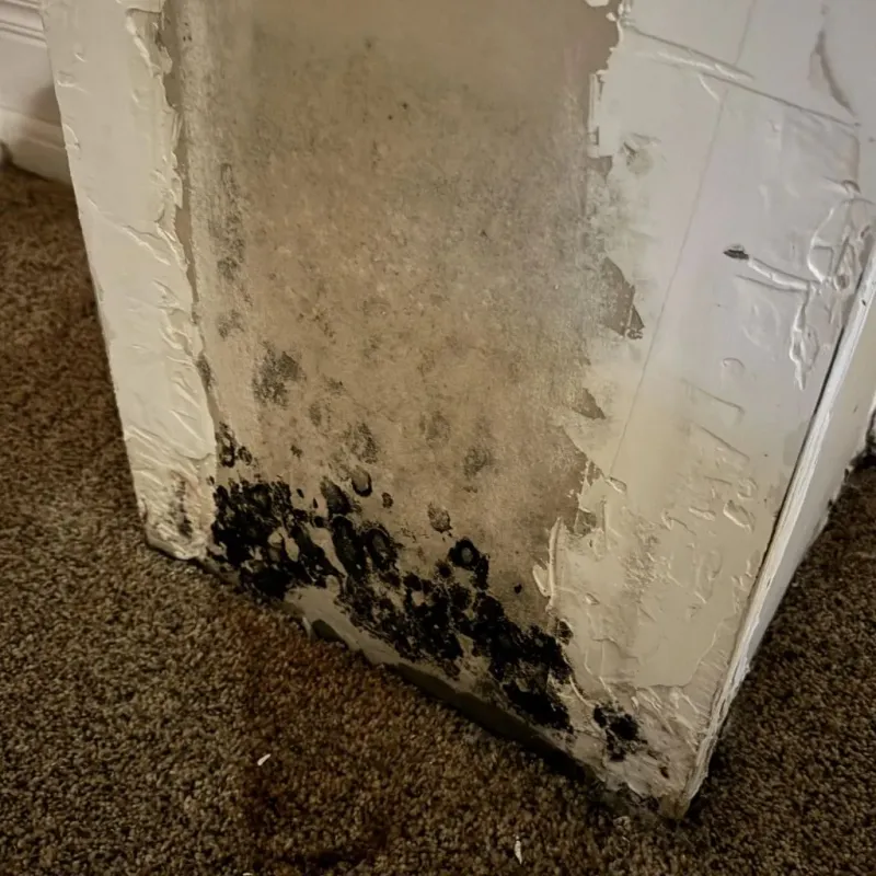 Professional Mold Removal in Willimantic, CT